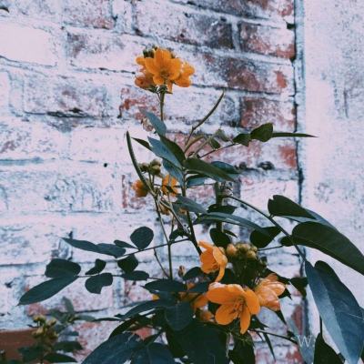 电玩城金鲨银鲨手机app下载